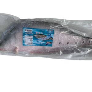 GIANT FEATHERBACK FISH (WHOLE)