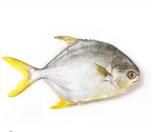 GOLDEN POMPANO
